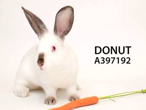 Adopt Donut Adopt Donut