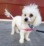 AdoptChloe AdoptChloe