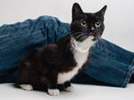 AdoptCostella AdoptCostella