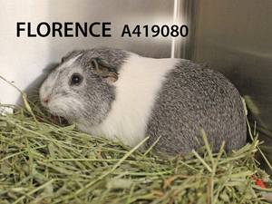 aFlorence aFlorence