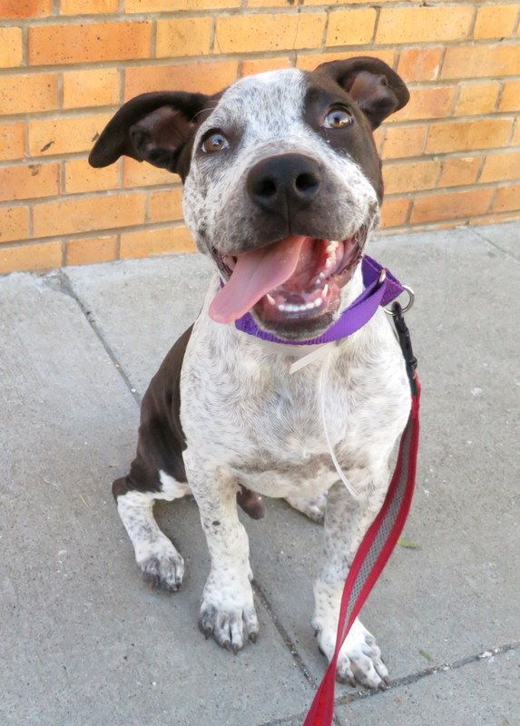 Cassidyfor adoption Cassidyfor adoption