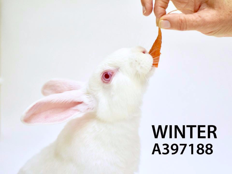 Adopt Winter Adopt Winter