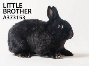 Little Brother adopted Little Brother adopted
